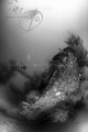 GILI RAJA WRECK
a beautiful wreck near Donggala (West Sulawesi) spleeping at -50m