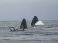 Whales doing a SPY HOP, during their migration through the waters of the South Coast of Natal, taken with a Sony DSC W7,