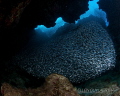 Stationary silversides