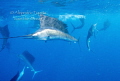 Hunting sardine, Isla Mujeres Mexico