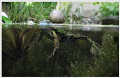 frog - relaxed......
freshwater