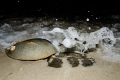 Horseshoe crab mating
