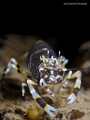 Bumblebee Shrimp
