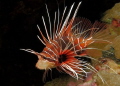 clearfin lionfish
