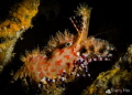LV! LV!
Saron Shrimp @ Anilao