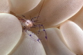 Bubble Coral Shrimp, brainy