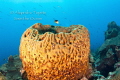 sponge with fish, Veracruz Mexico