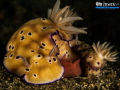 Happy Father's Day and Happy Sunday 
Nudibranch ( Chromodoris Leopardus )
Lembeh Strait, Indonesia. May 2013