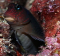 Red Streaked Blenny, 100mm macro lens w/ 1.4 teleconverter
