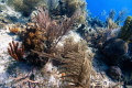 A trumpet fish hunting