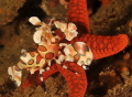 The harlequin shrimp battled to dislodge the starfish.  Then she carried it to a deep crevice and disappeared, along with her mate.