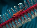 small goby on a seapen