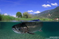 Trout close to the surface... :O)..