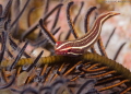 Clingfish, Pulau Weh