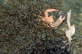 Albino crabs. One of them is carrying eggs. Albino crabs. One of them is carrying eggs.