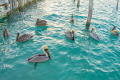 Pelicans waiting food Isla Mujeres Mexico Pelicans waiting food Isla Mujeres Mexico