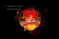Blenny in the dark Acapulco Mexico Blenny in the dark Acapulco Mexico