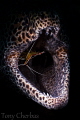 Living on the edge Morey Eel with cleaner shrimp via snoot lighting Living on the edge Morey Eel with cleaner shrimp via snoot lighting