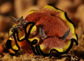 Glossodoris sp. Glossodoris sp.