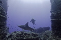 Hawaiian Monk seal and Sandbar Shark swimming through a gap at Lehua rock