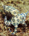 Lovely Blue ringed Octopus came out to pose in the daylight. Lovely Blue ringed Octopus came out to pose in the daylight.