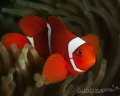 Finally I found a clownfish Finally I found a clownfish