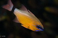 Cardinal fish. Cardinal fish.