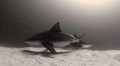 Bull Sharks Bull Sharks