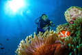 A Swim With Nemo
We had a beautiful spot of sun at Bonito Island in Anilao in the Philippines and I successfully captured my model the clown fish and the sun at 40ft. A Swim With Nemo
We had a beautiful spot of sun at Bonito Island in Anilao in the Philippines and I successfully captured my model the clown fish and the sun at 40ft.
