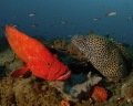 Tomato cod in the queue at a cleaning station. Tomato cod in the queue at a cleaning station.