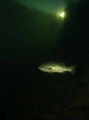 Lone Bass in local quarry. Lone Bass in local quarry.