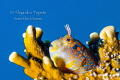 Mandarin Blenny Plataforma Tiburon Mexico Mandarin Blenny Plataforma Tiburon Mexico