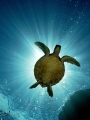 Sunburst Honu Sunburst Honu