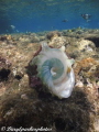 snorkling over house reef, lovely cone shell on its side
f2.7 1/250sec iso 80
