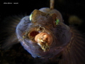 Gobius niger with annelid in mouth