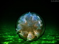 Back view Jellyfish --> Rhizostoma pulmo