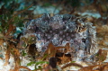 Giant nudibranch, Evolution Reef, Malascua