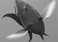 Surgeonfish appears like a hummingbird hovering in front of my macro lens!