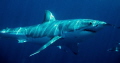 Great White Shark. Neptune Islands South Australia.