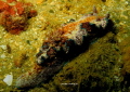 Nudibranchia Mug dive, in Ambon Bay