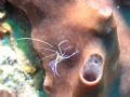 Hangin' ten (or eight)... Tiny cleaner shrimp hanging onto sponge in current. Shot with Olympus C-8080, Ikelite Housing, DS-125 strobe. Utila, Honduras