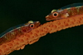 kissing couple.? whip coral gobies face to face Lembeh