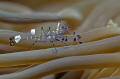 glass shrimp
NIKON D7000 in a Seacam 
