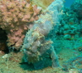 Frogfish on blue water wreck