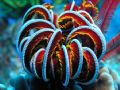 A Colorful Feather Star located in the waters of Okinawa Japan, and taken with an Olympus 5060 Wide Zoom.