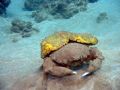 A sponge crab walking his way across the ocean floor. Wailea, Maui, Hawaii.