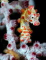 Pygmy Seahorse! These amazing creatures are one of natures most amazing species. We saw three variations but this ones face was priceless!