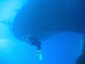 Diver starts to explore the P29 off Malta at Cirkewwa. Origianlly built for the German Navy as a minesweeper it was used by the Maltese Navy as a patrol craft. It was released from service and sunk as an artificial reef on August 14th 2007.