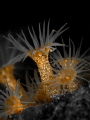 Underwater gold...Picture of anemones with tinting orange filter. 60mm macro lens.