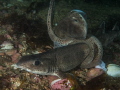 Hi All 
This is a very rare shot of two sharks mating (Cat Sharks)
Shot at the North side of The Shetland.
